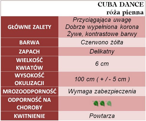 Cuba Dance róze pienne gł. zal.